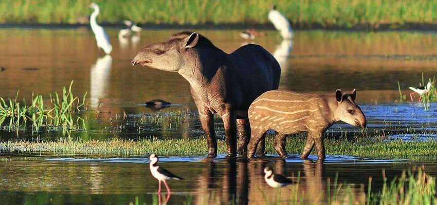 Watch tapirs and birds in their natural habitat as you go through the world’s largest wetland, the Pantanal