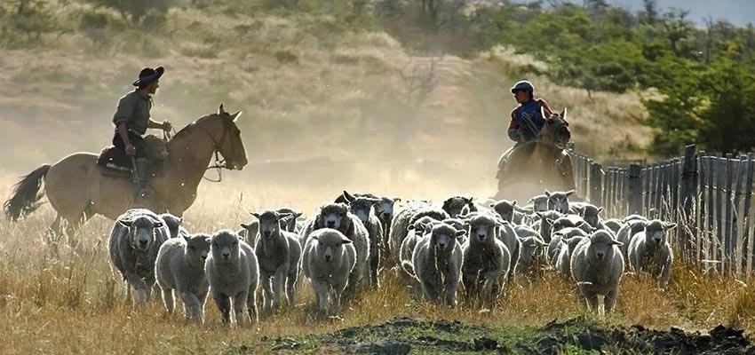 Learn about the daily chores done at a Patagonian Estancia in El Calafate