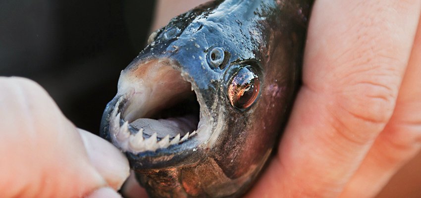 A Fishing Adventure In Search Of The Amazon S Br Most Voracious Creature The Piranha Private Tour A Fishing Adventure In Search Of The Amazon S Br Most Voracious Creature The Piranha Private Tour