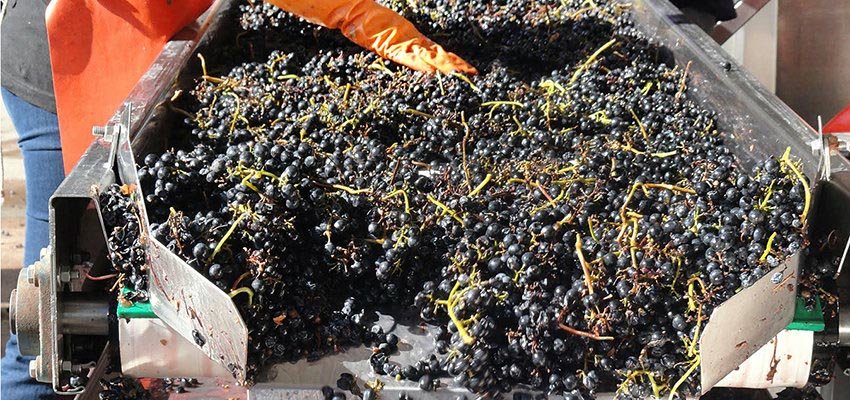 Get a close-up look at the process of wine-making of the fifth largest wine producer in the world, in Mendoza