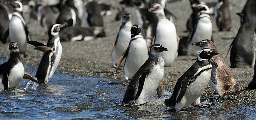 See Magellanic Penguins at Martillo Island in Ushuaia