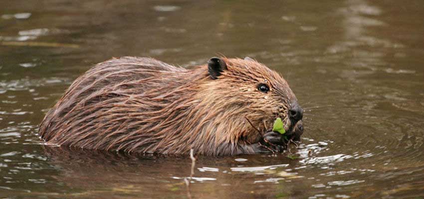 Learn an amazing story about the Patagonian beavers inhabiting the Ends of the Earth in Ushuaia