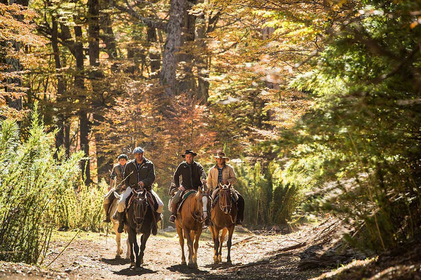 Explore a forest of Cypress and Coihue trees