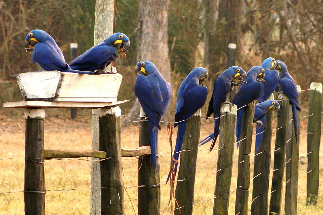 The hyacinth macaws are protected by the Institute