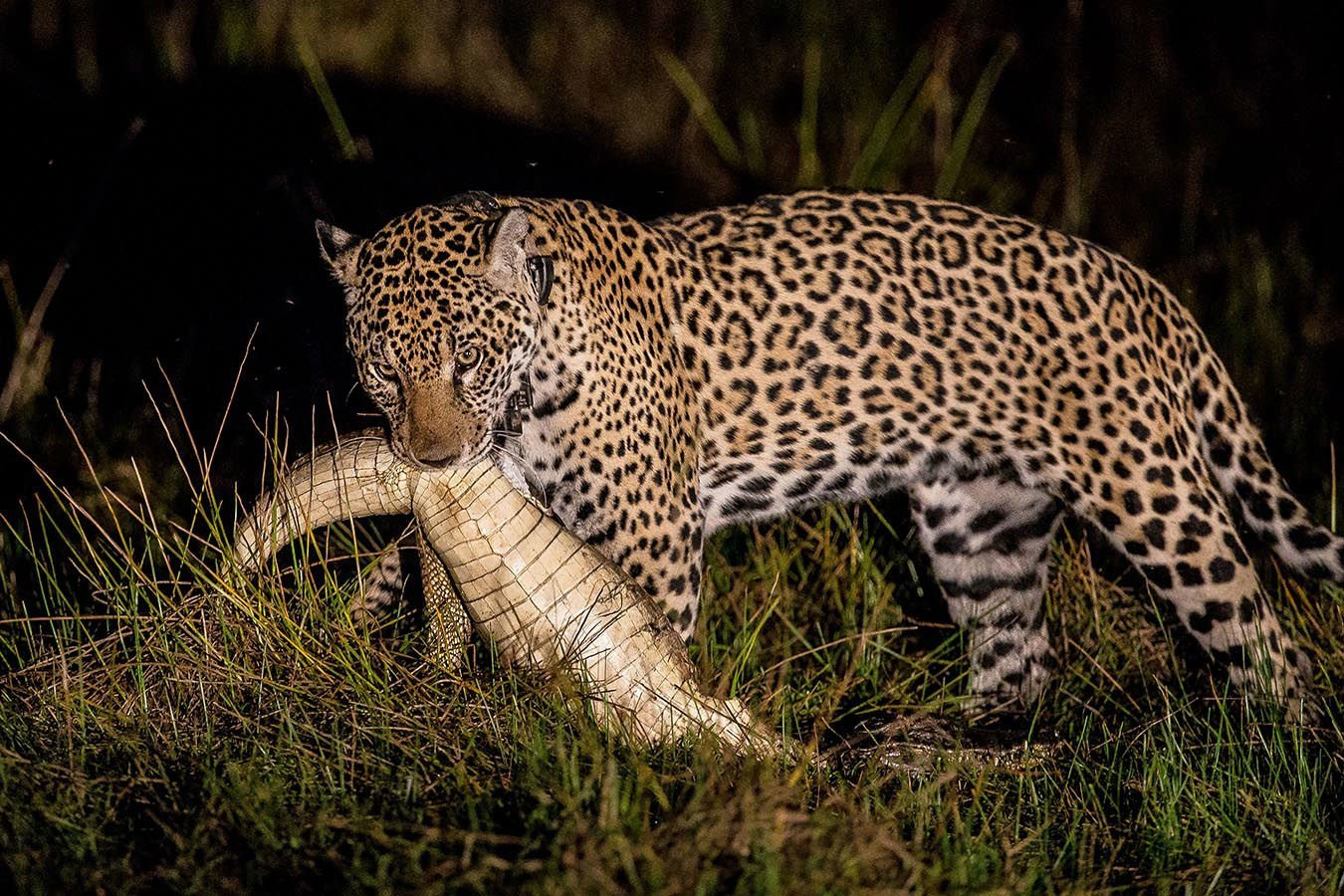 Many animals, like the jaguars, are active during nighttime