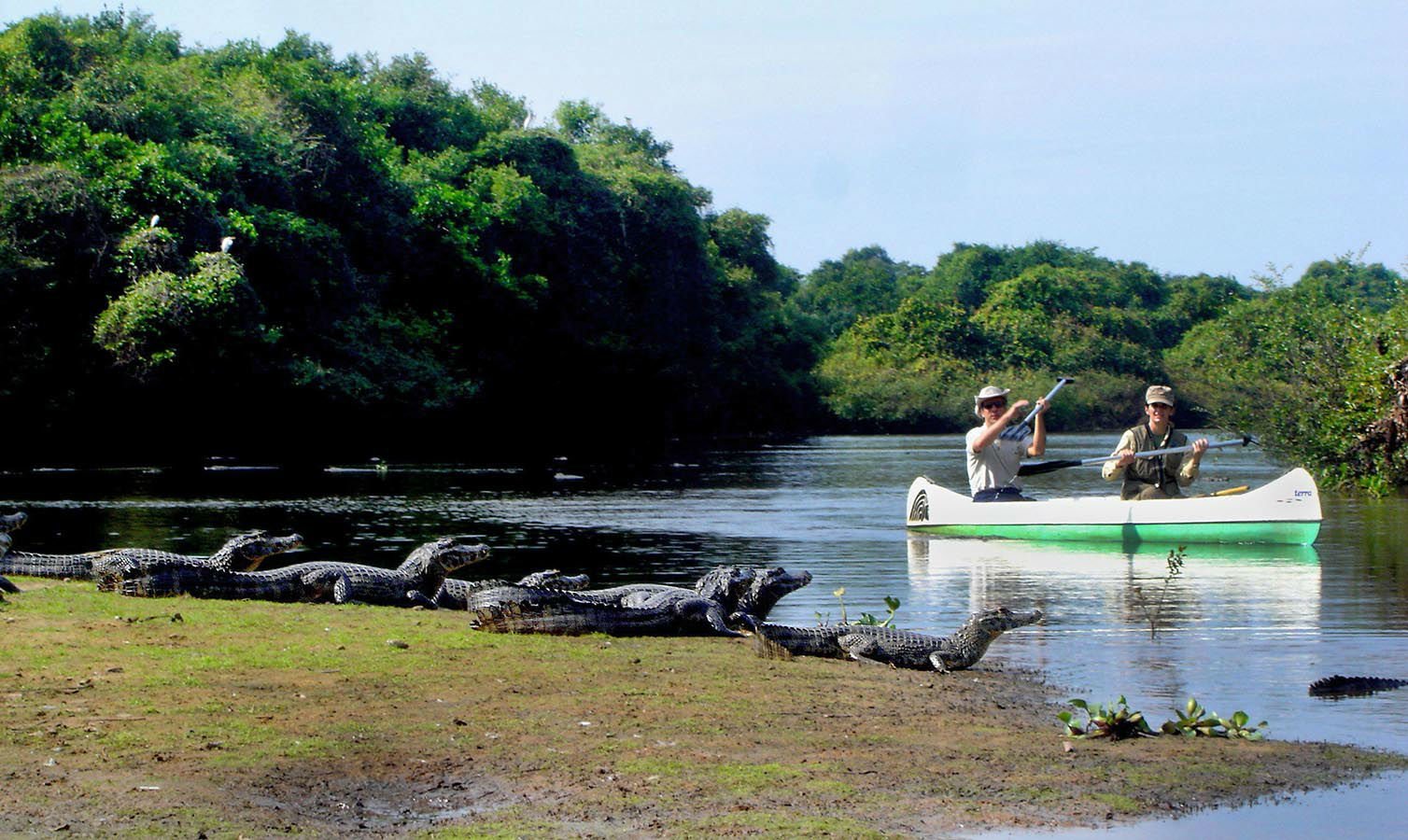 Be on the lookout for the caimans in their natural habitat