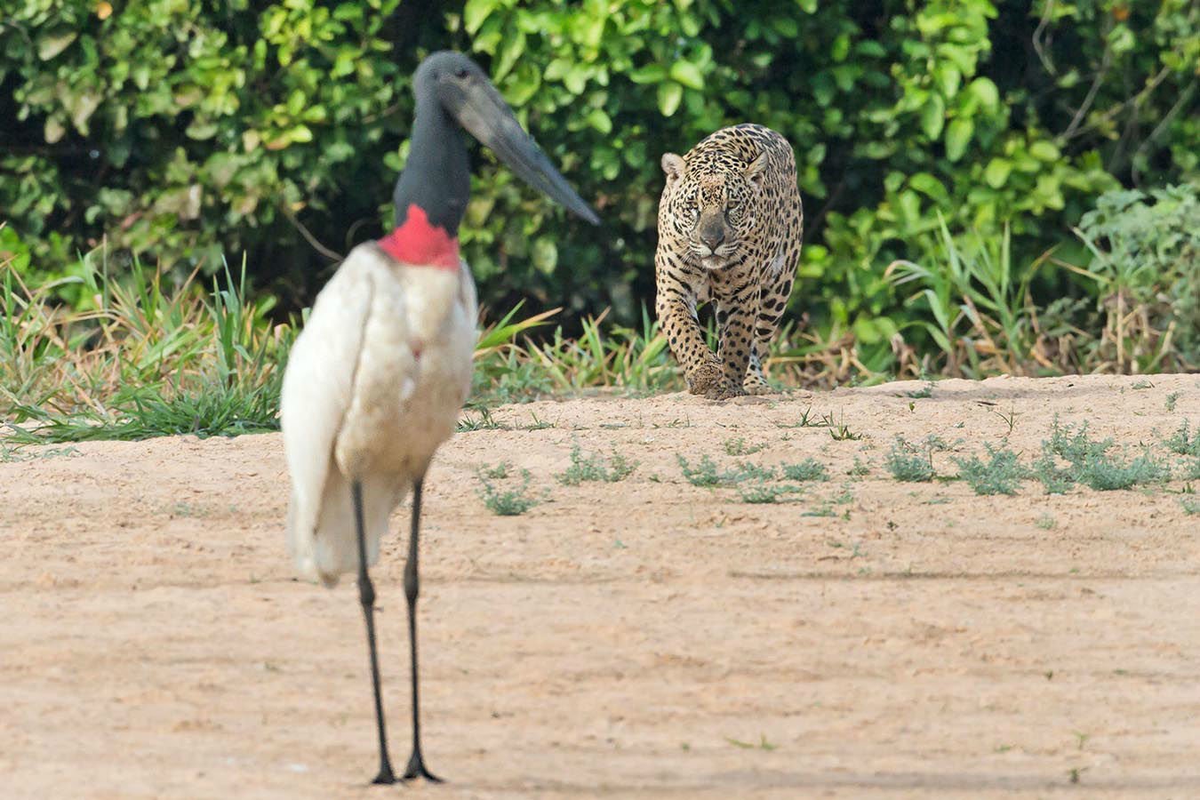A Jaguar intending to catch a Jabiru, the tallest flying bird in South America