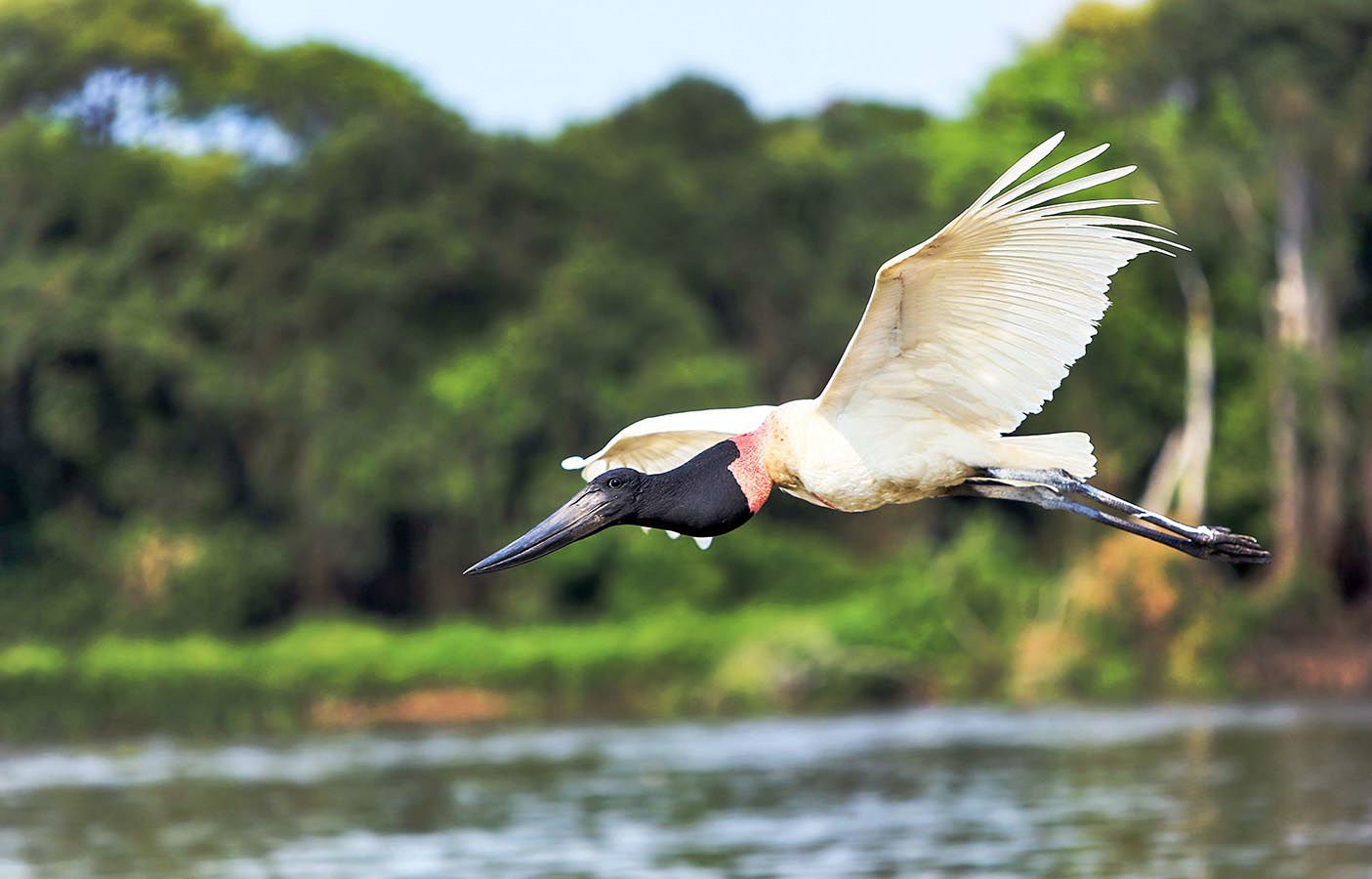 The jabiru stork is the tallest flying bird in South America