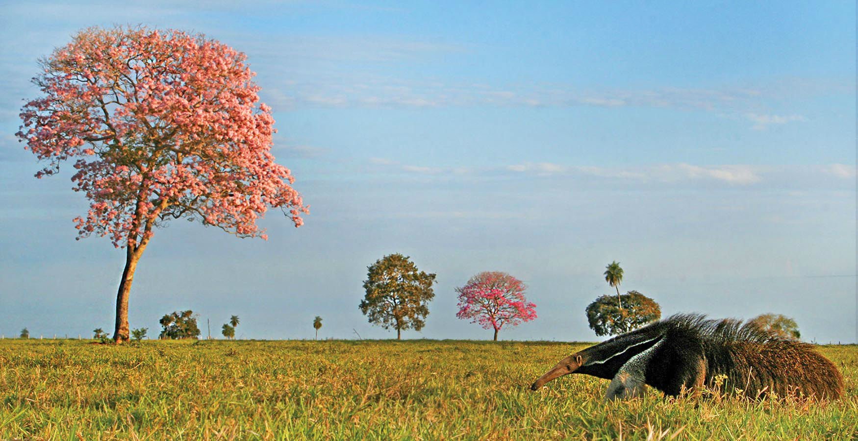 One of the varied landscapes in Pantanal, and a giant anteater