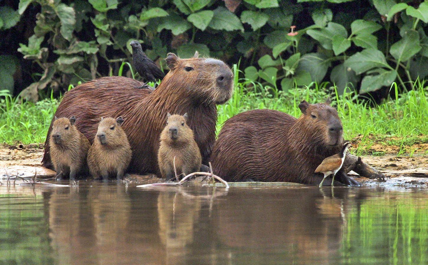 Capybara family, the biggest rodent in the world, sunbathing