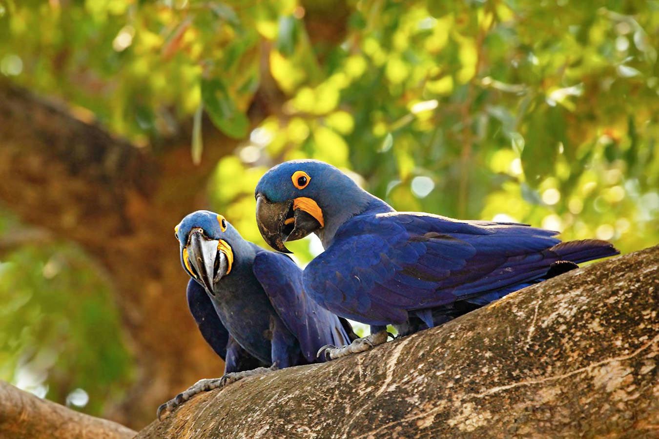 See the Hyancinth Macaw, the biggest parrot in the world 