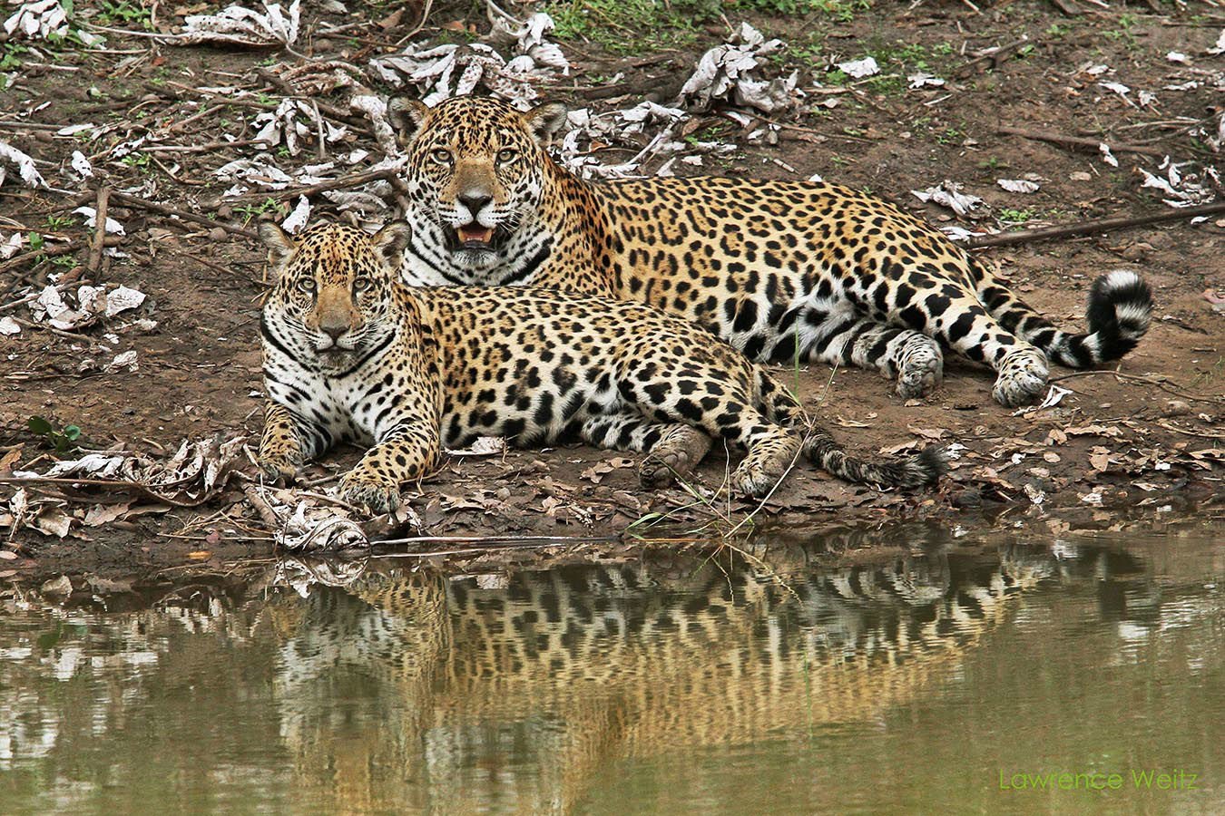The Pantanal has the biggest density of Jaguars in the world