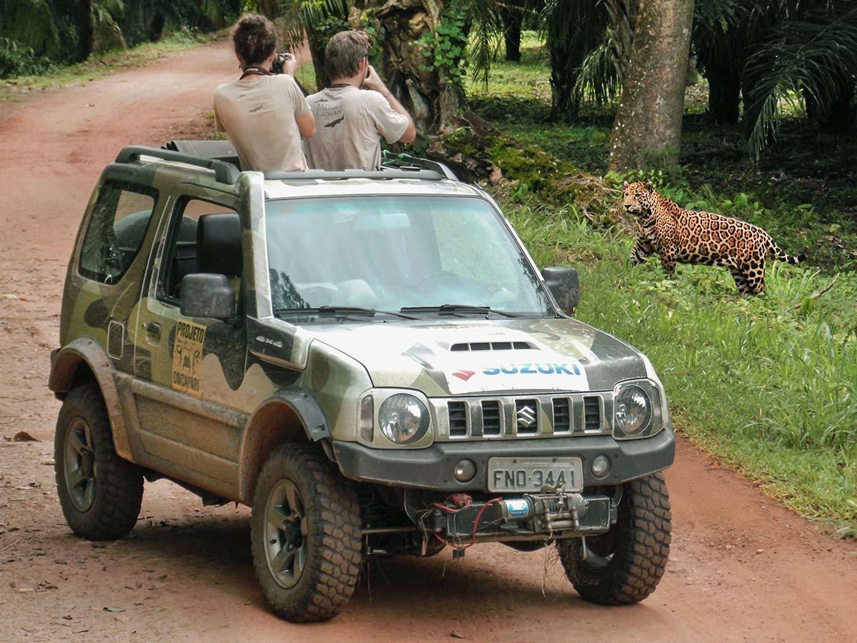 Our expert guides will help us have the most chances of spotting jaguars