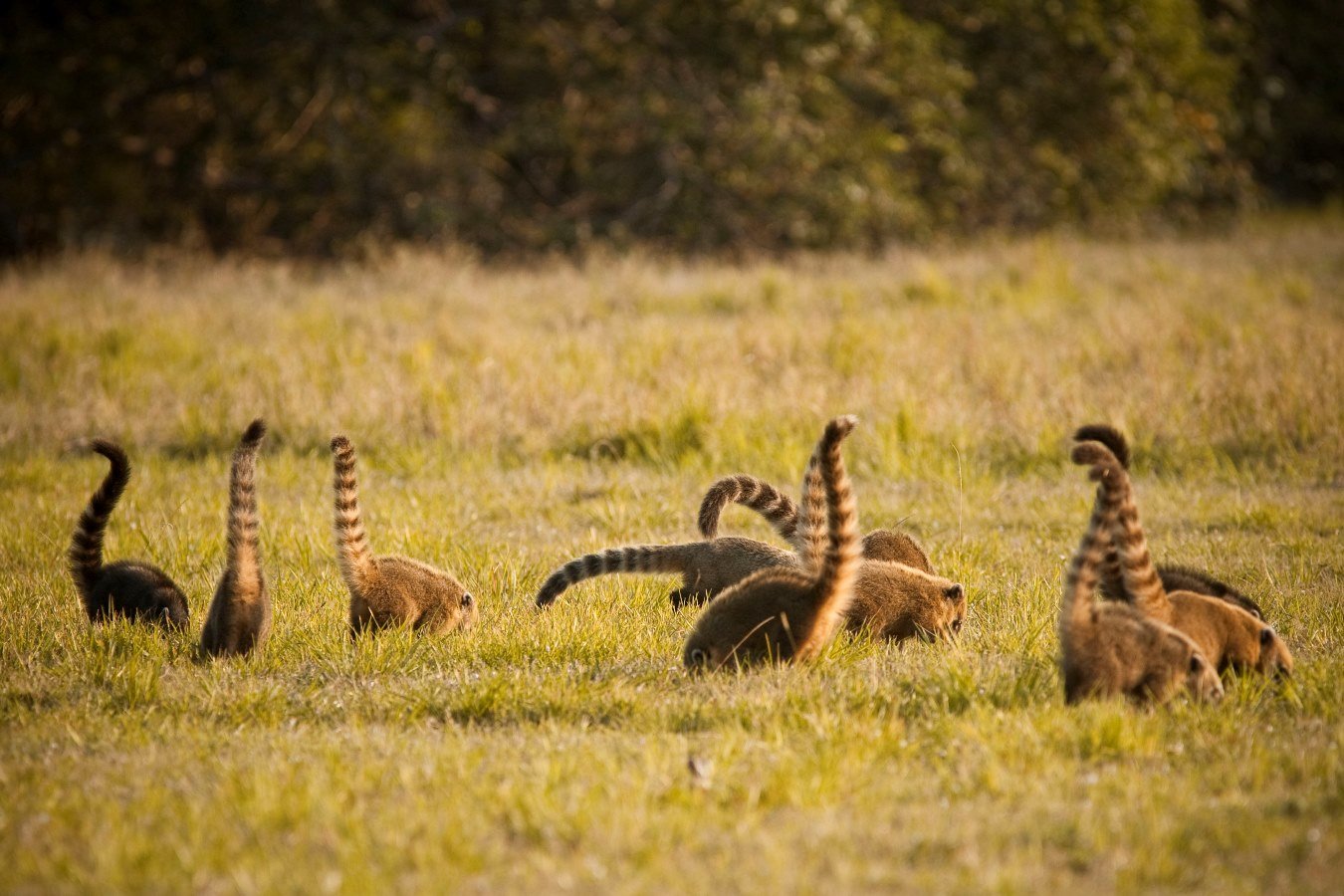 A coati group, they are members of the raccoon family