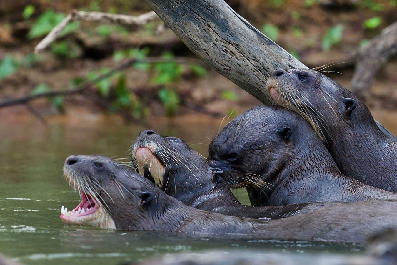 The longest weasel on earth, the giant otter, can grow up to six feet long and are excellent swimmers