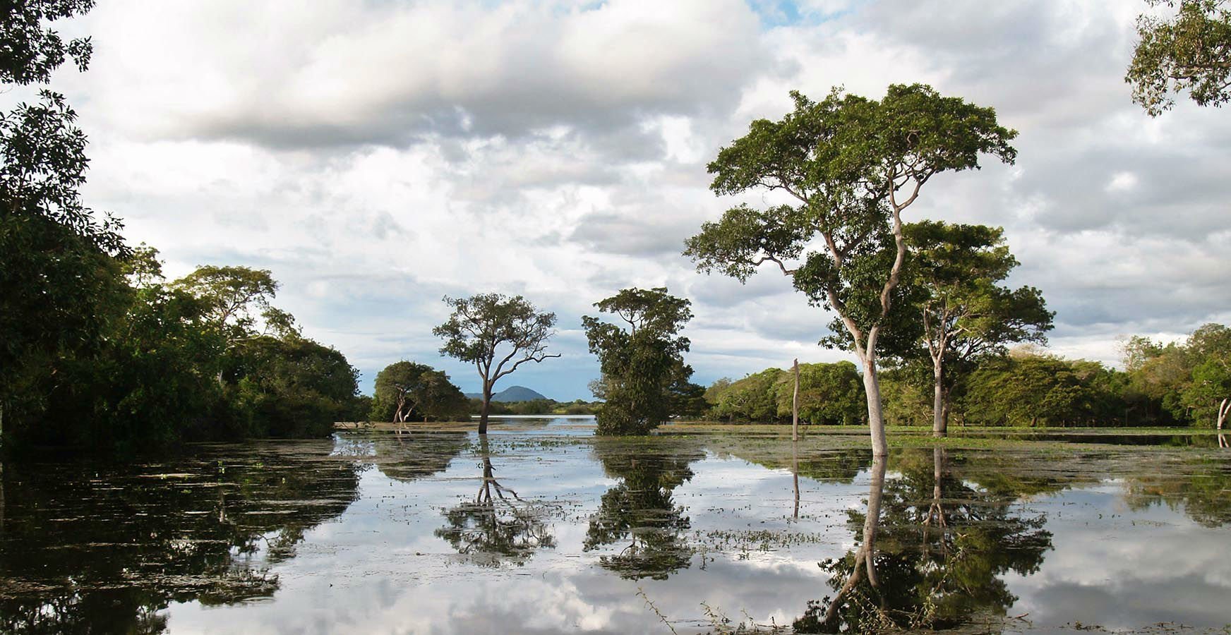 A pristine landscape of the Pantanal wetlands