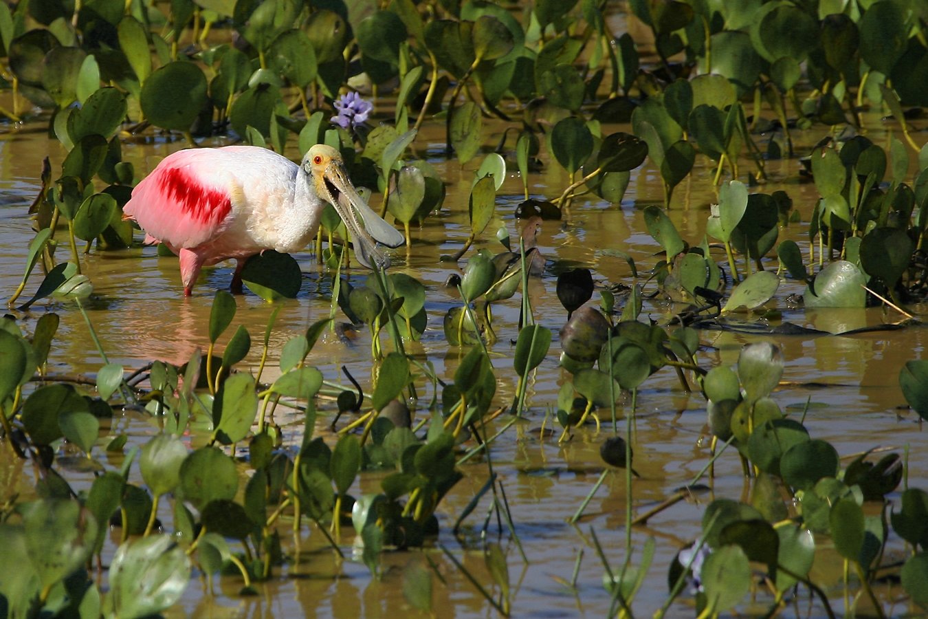 A spoonbill bird looking for food