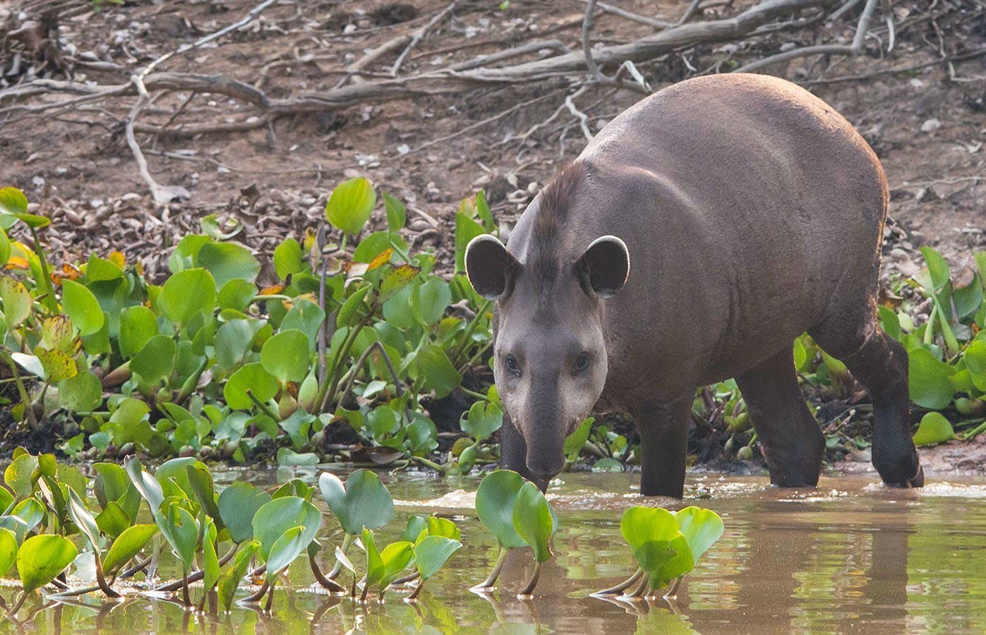 A tapir, the largest terrestrial mammal in South America