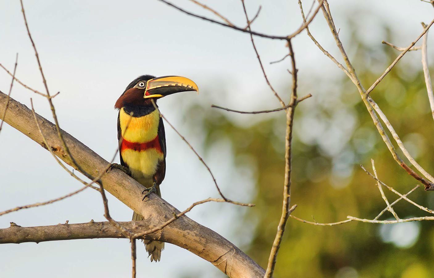 One of the many species of toucans from the Pantanal