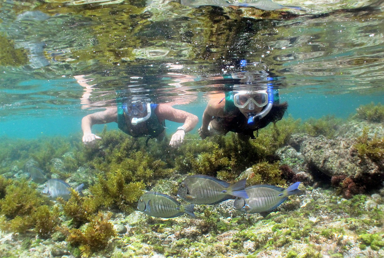 Snorkeling during the Fernando de Noronha island tour
