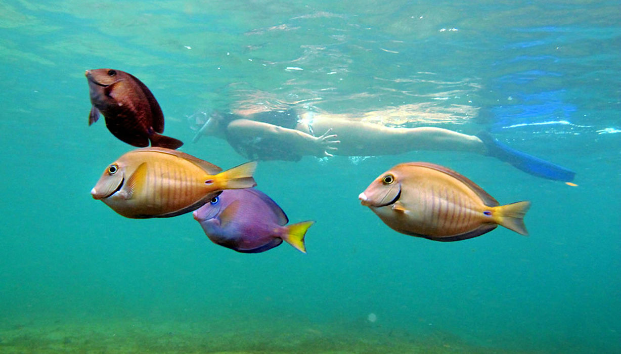 You can discover some of the island&rsquo;s unique marine wildlife while snorkeling