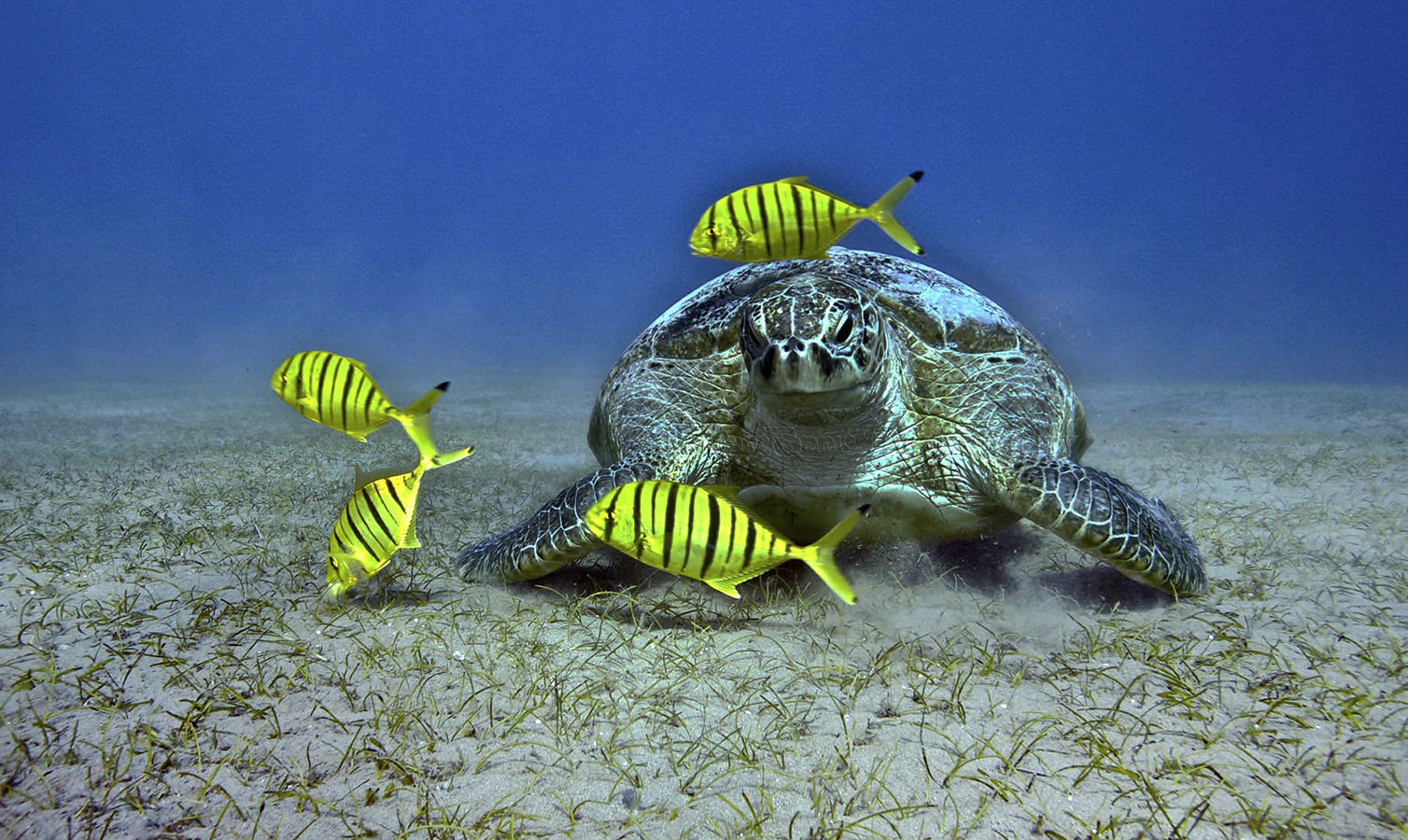 A frequent visitor to Bahia do Sueste beach