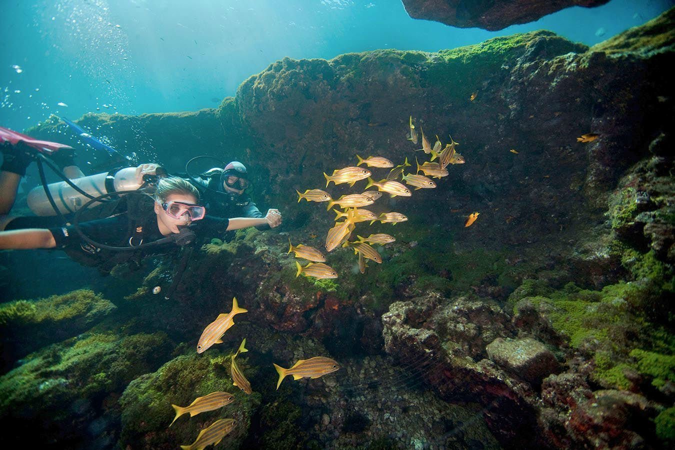 A professional diving guide show you the basics of scuba diving