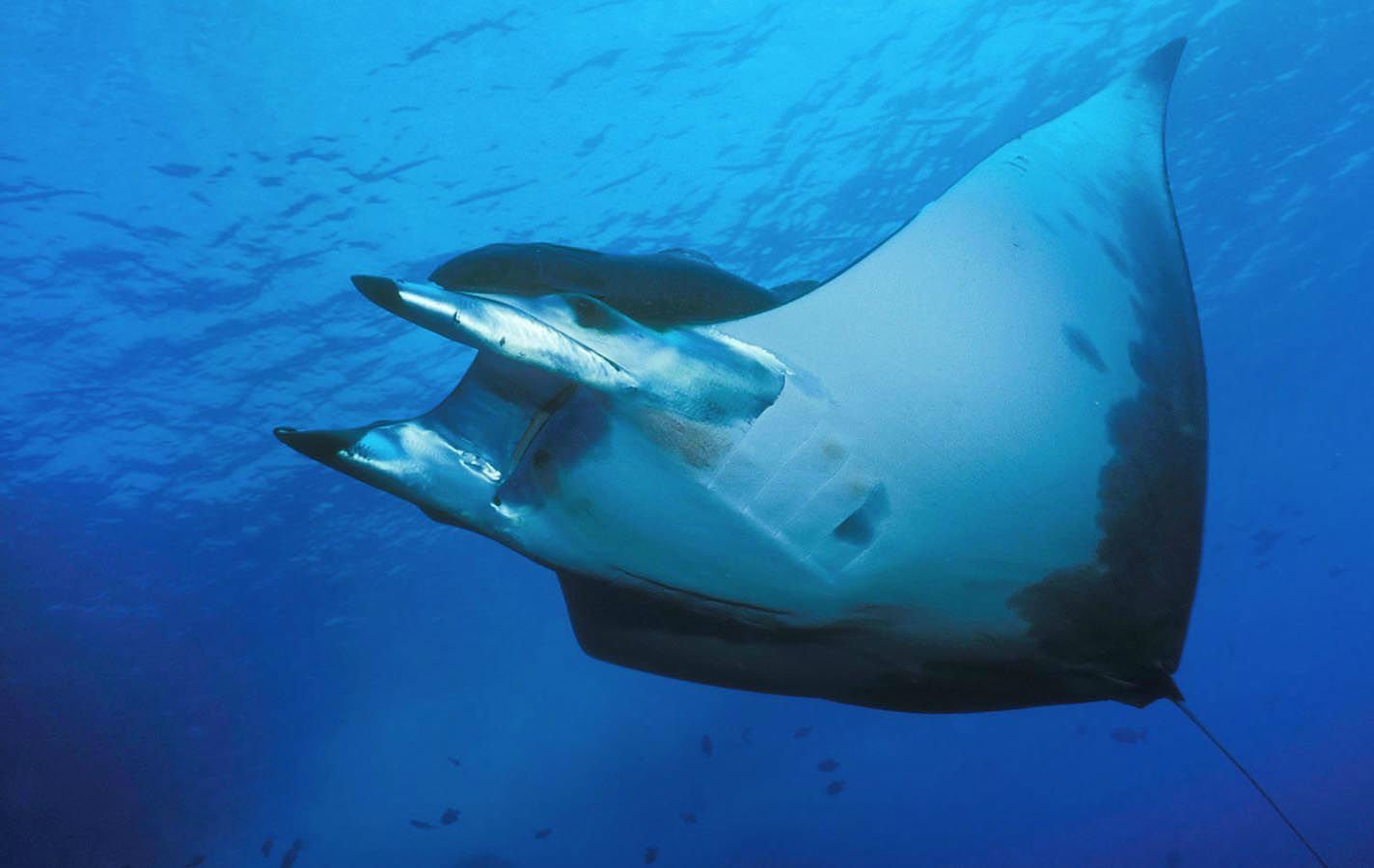 You may occasionally spot manta rays