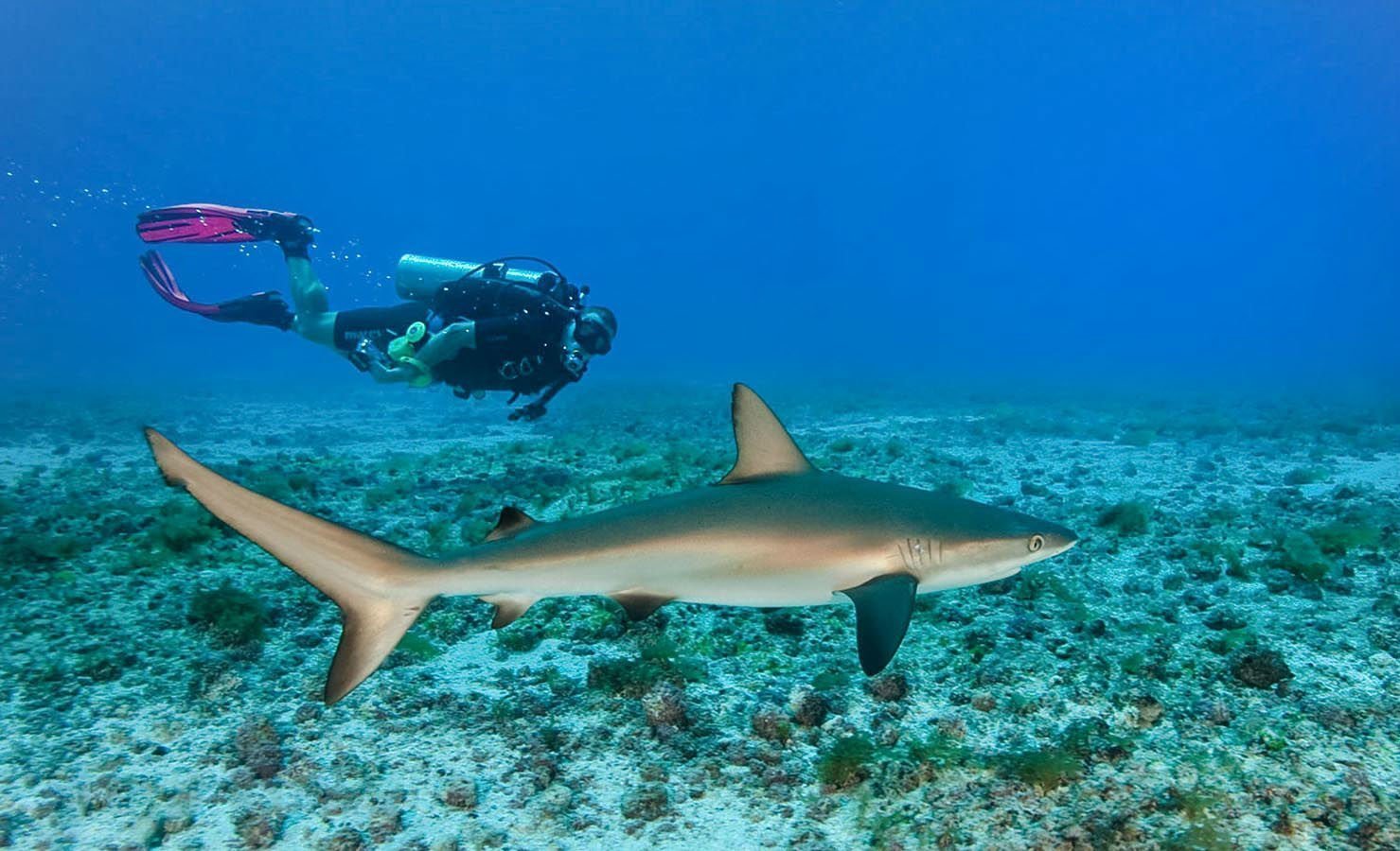 Some types of sharks are common in the area