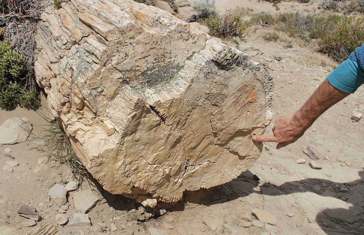 Come face to face with 70-million-year-old petrified tree trunks