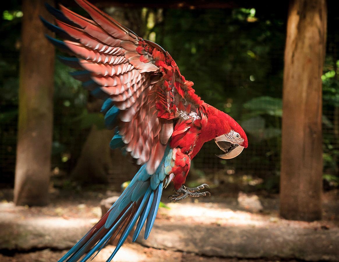 You’ll see the birds right by you, or even zipping over your head