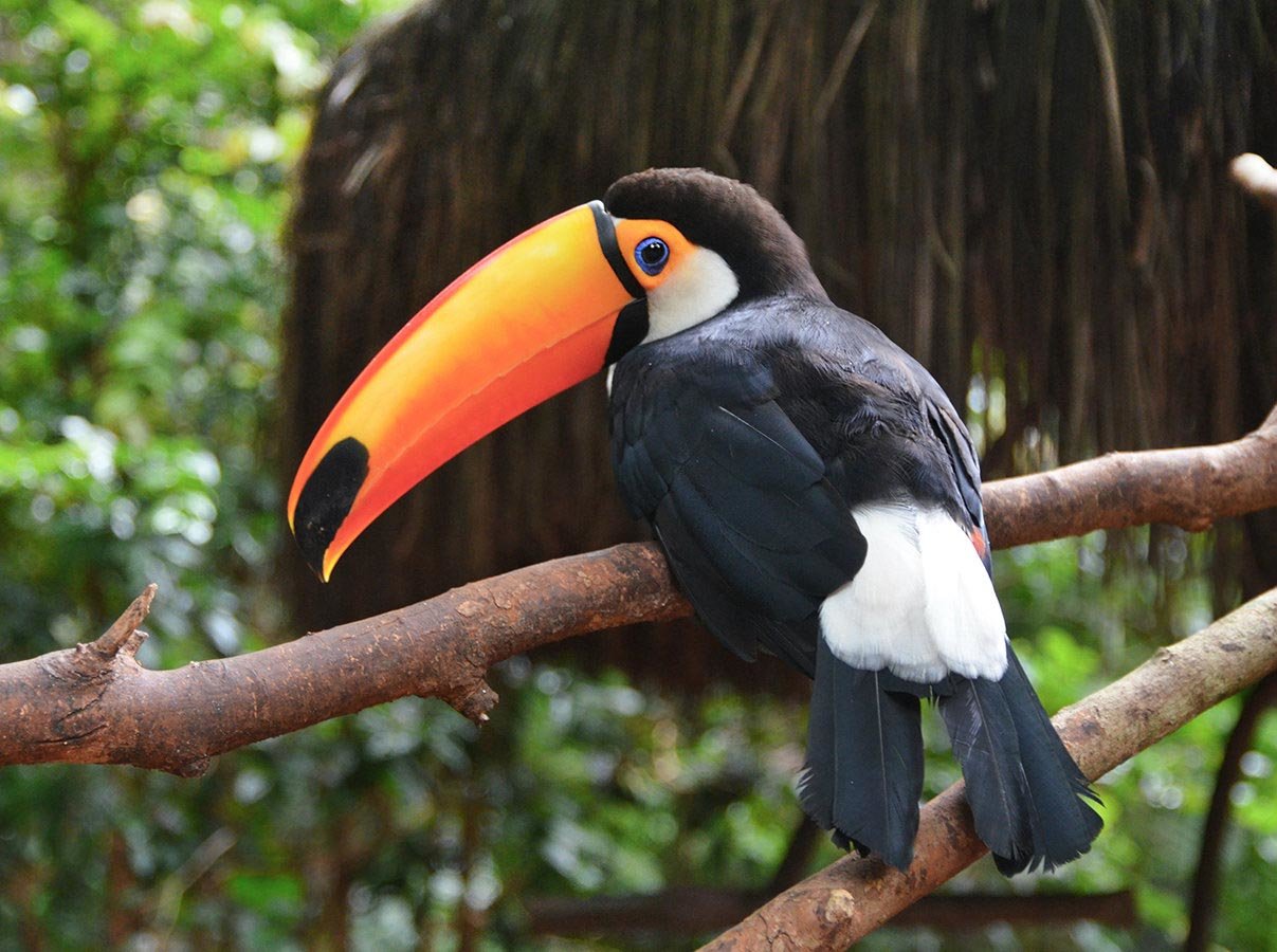 Take unique photos of the colorful and intriguing Toco Toucan