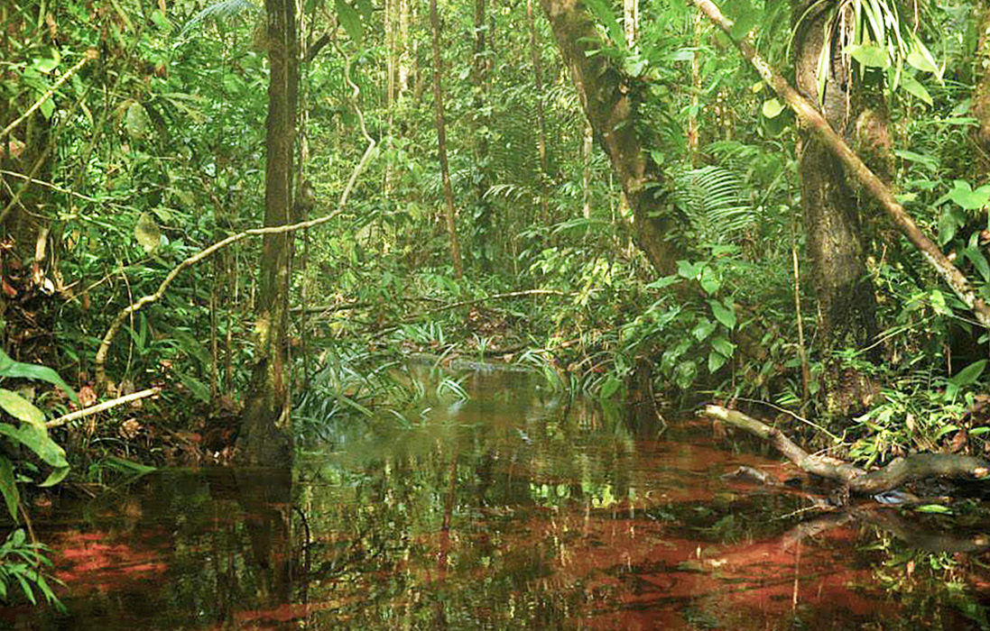 Our trek will lead us to beautiful Amazonian landscapes