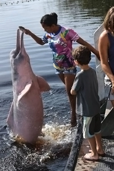 A professional and certified caretaker will feed the dolphins