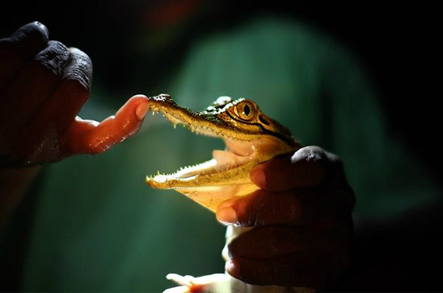A tour guide teaching about the caiman&rsquo;s anatomy and habits