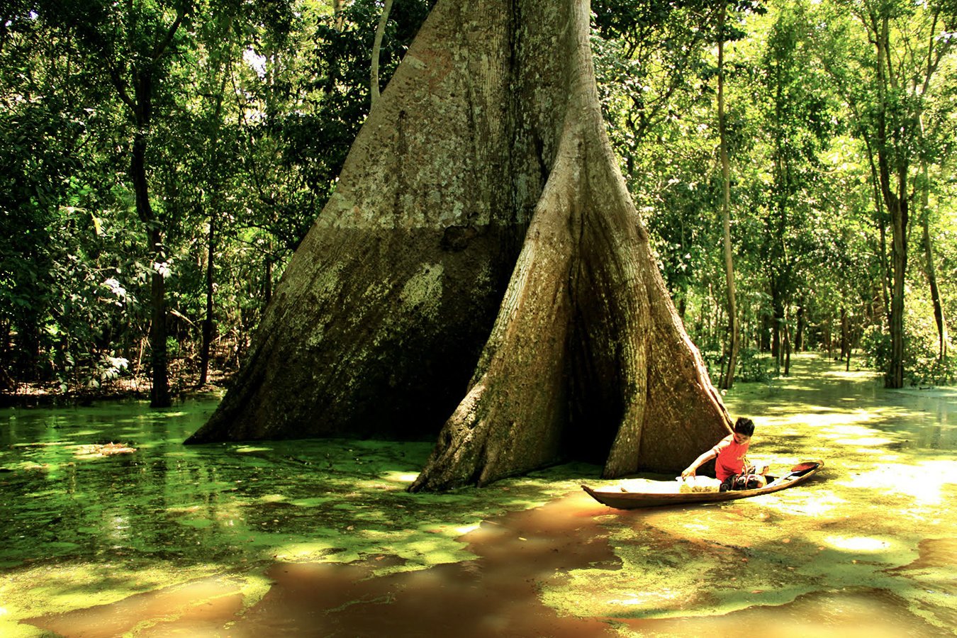 Janauari National Park boasts some ancient gigantic trees