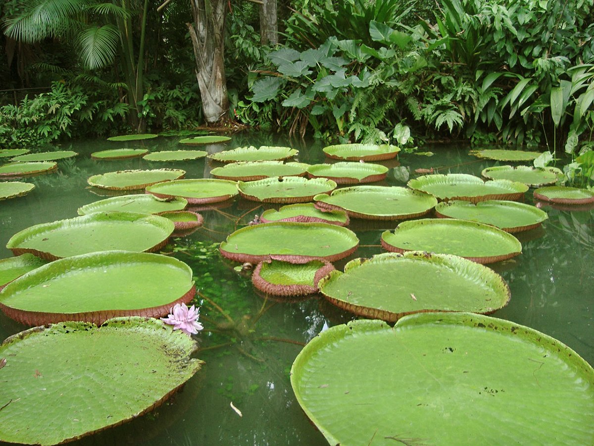 The giant lily pads are the largest water plants on Earth