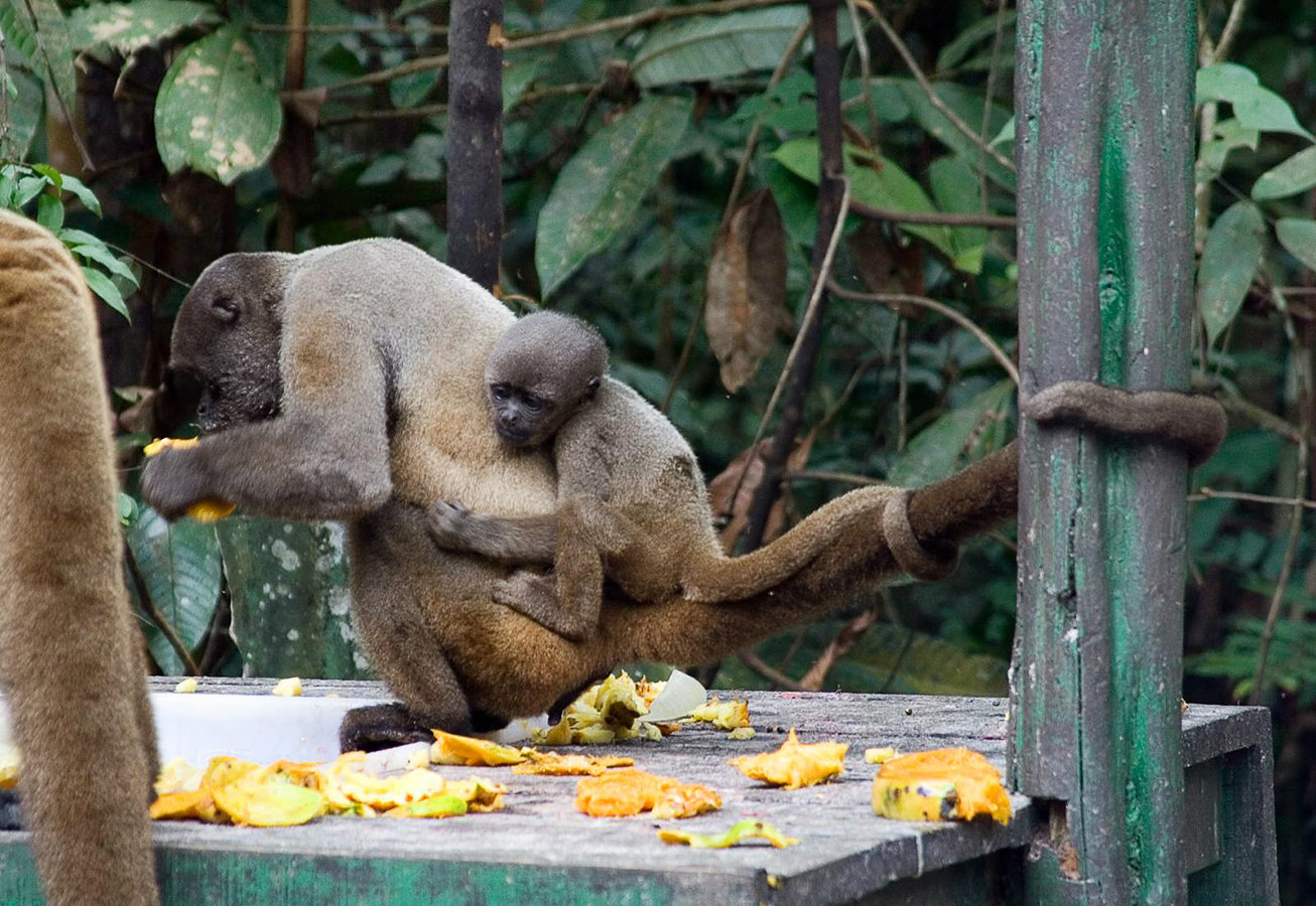 Monkey mom and baby enjoying food at the facility