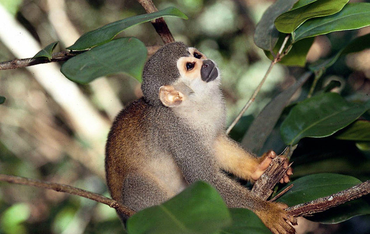 Some monkeys are residents under rehabilitation, to readapt them to the wild[1]