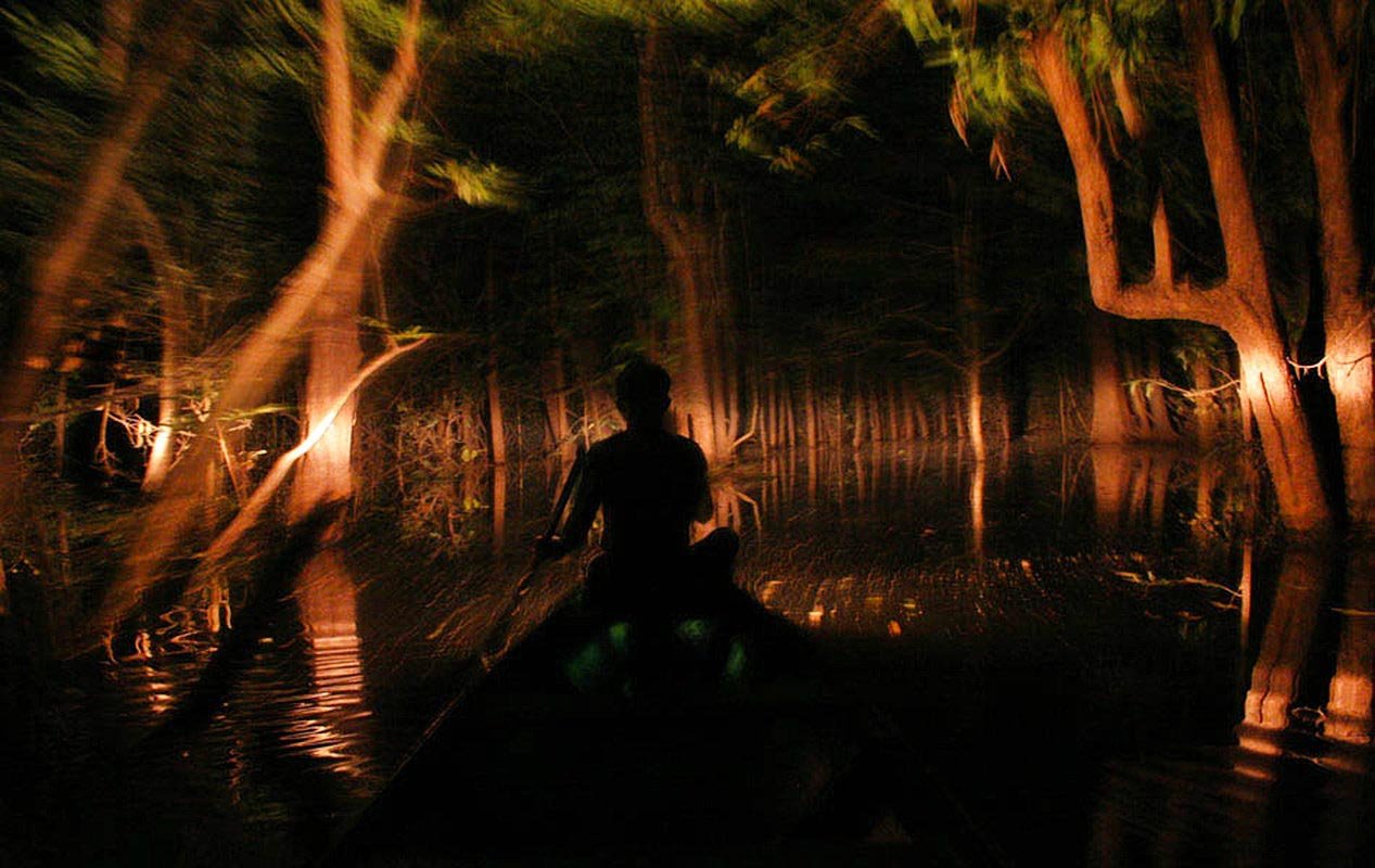 The pitch dark Amazon Rainforest comes alive with animal sounds at night