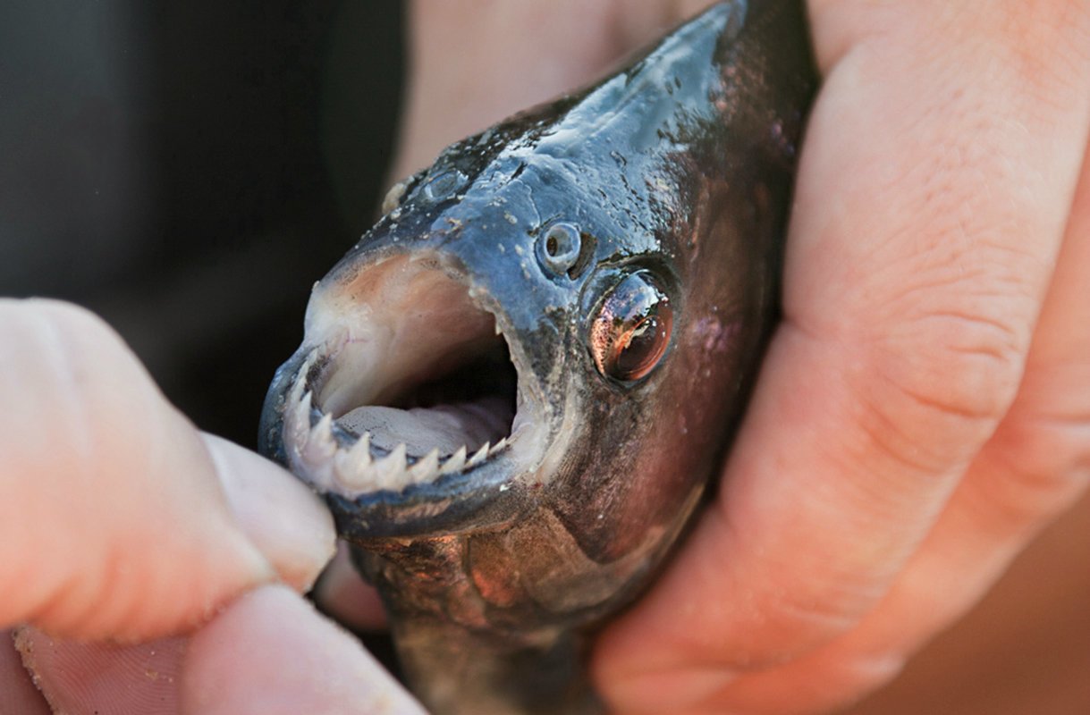 The piranha&rsquo;s teeth are sharp as a razor blade