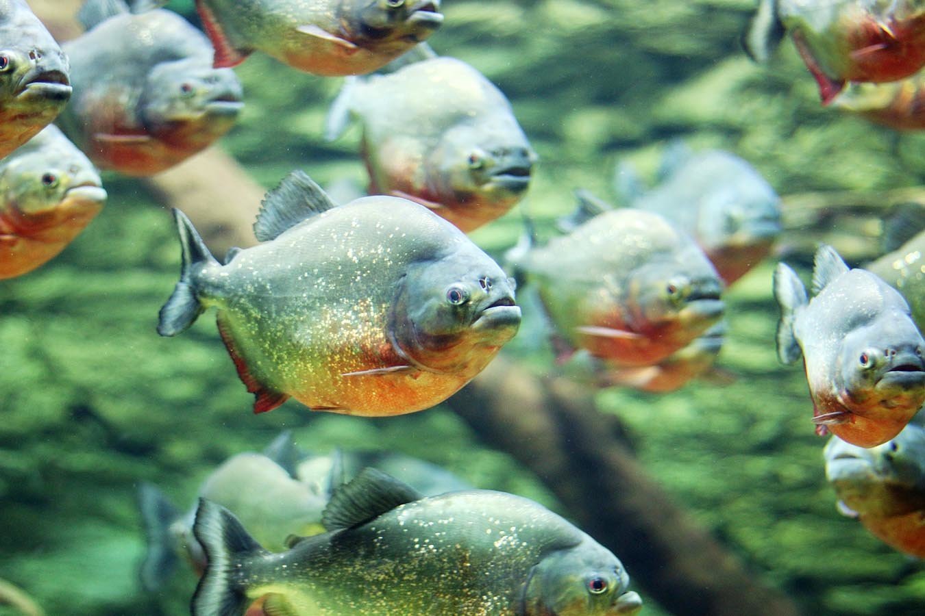 Piranhas swim in schools and attack their prey as a group