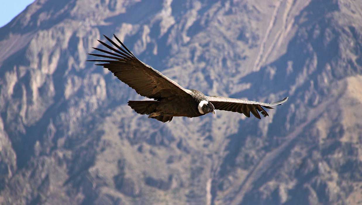 If we’re lucky, we may just spot the mighty condor, the largest flying bird on Earth