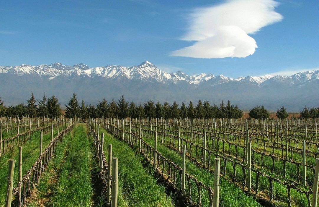 Enjoy the scenic vineyards, against the gorgeous backdrop of the of snow-capped mountains