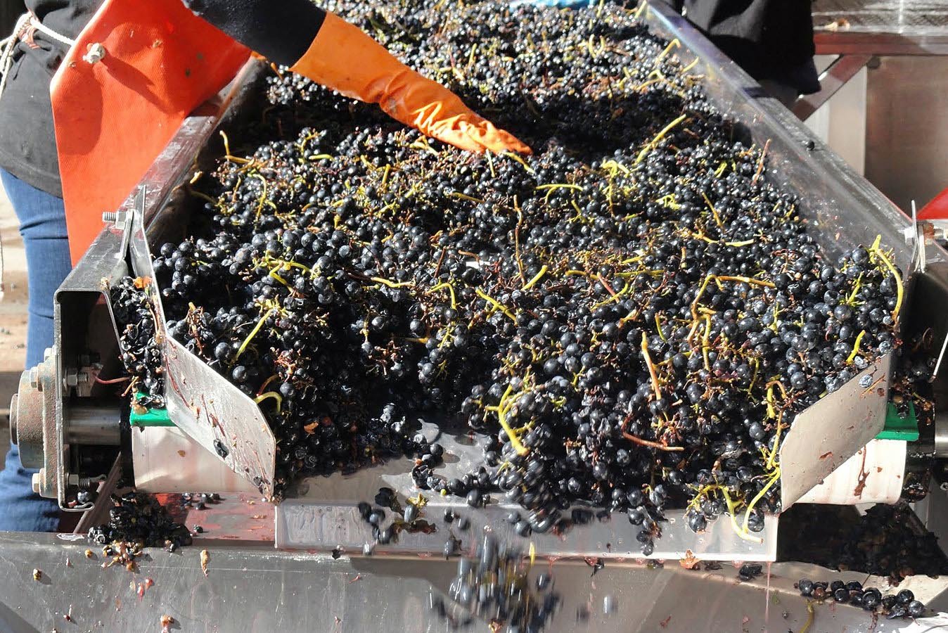Take a close-up look at the process of wine-making