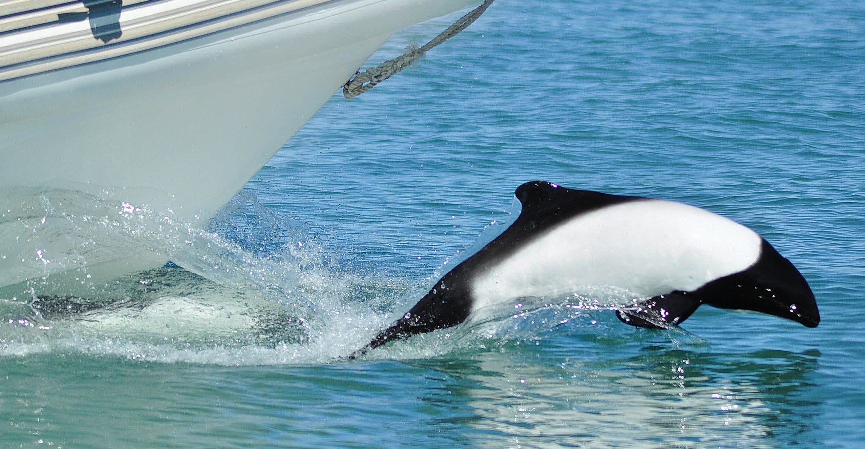 They love to surf the waves created by fast-moving boats