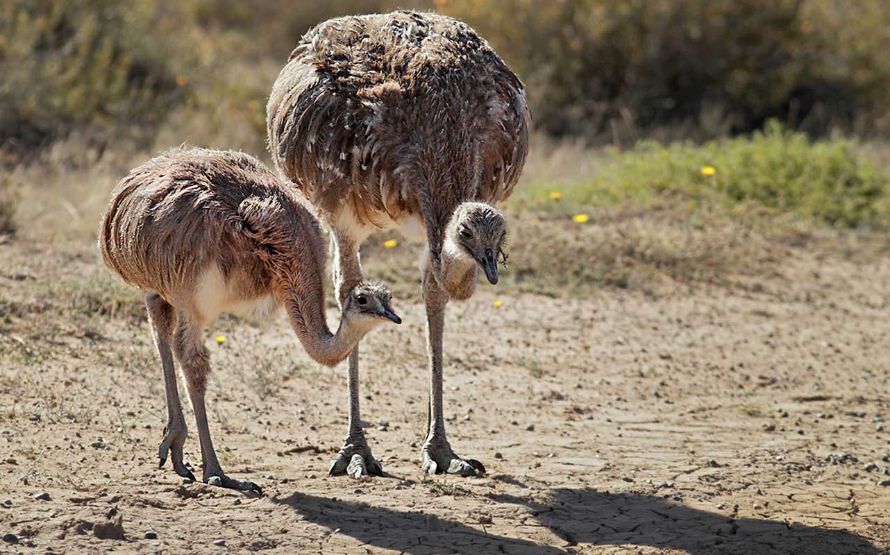 Rheas can usually be spotted too