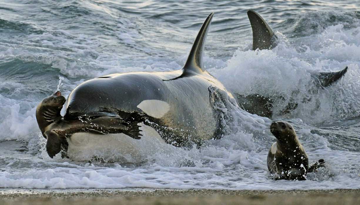 Orcas, the ferocious predator of sea lions, are present in the peninsula a few months a year