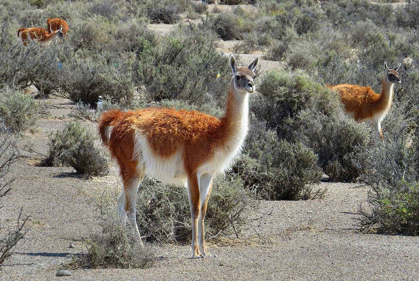 In addition to our flightless friends, we’ll see some guanacos (or South American llamas)