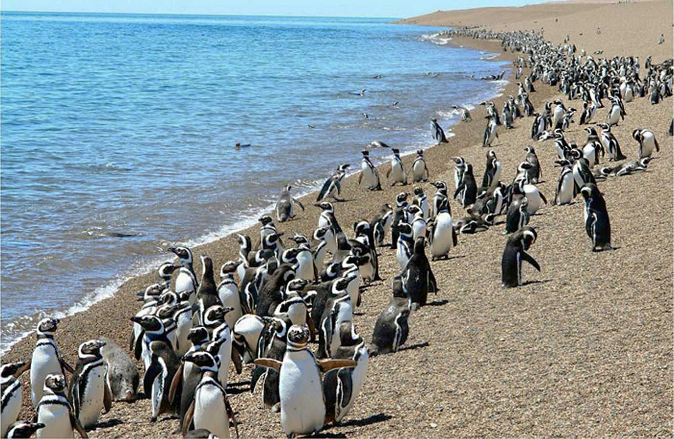 Visiting the world’s largest colony of Magellanic penguins in Punta Tombo